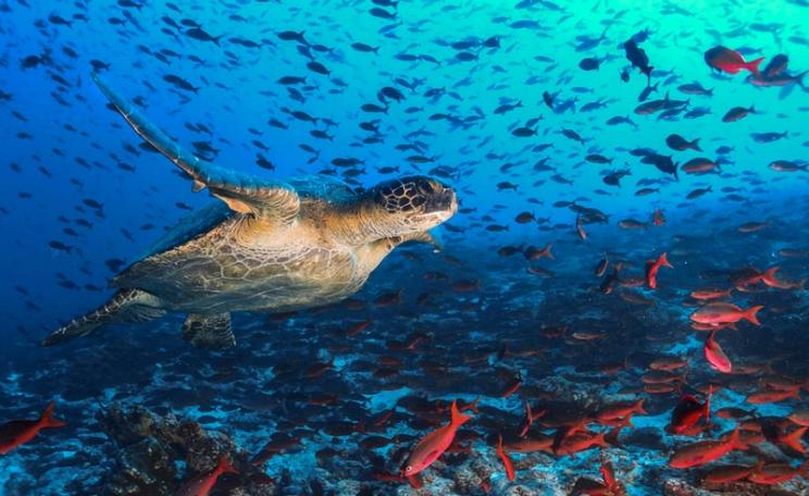 A sea turtle swims through a complex reef ecosystem surrounded by fish